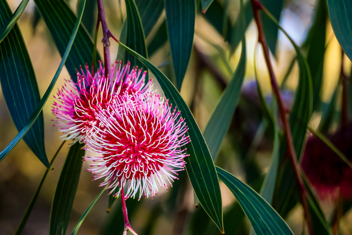 Perth commercial photographer - outdoor nature and plant photoshoot in Western Australia