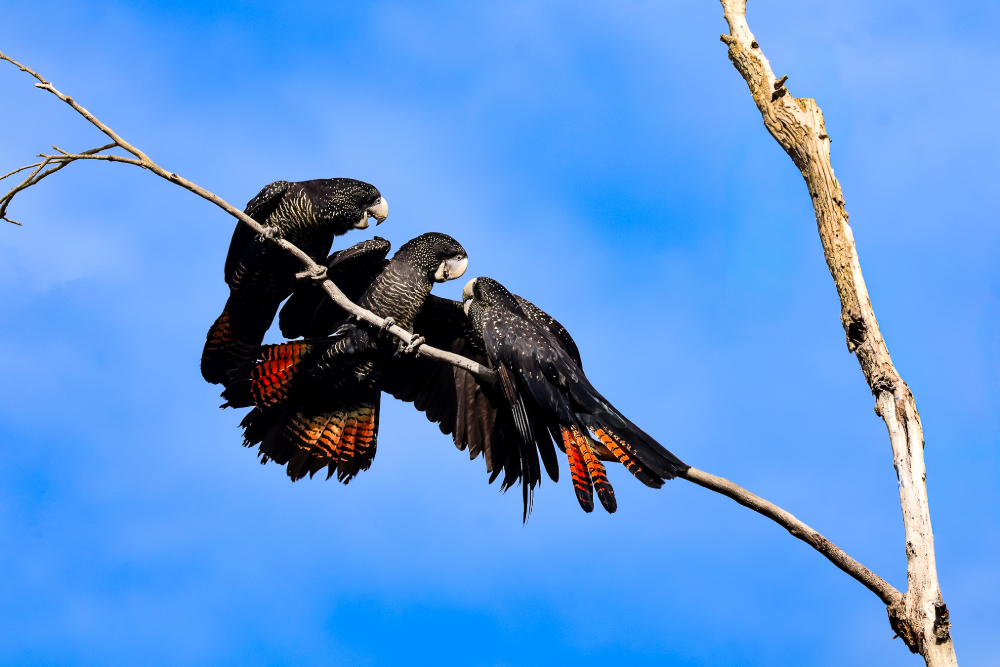 Perth business and wildlife commercial photographer - Perth, Western Australia